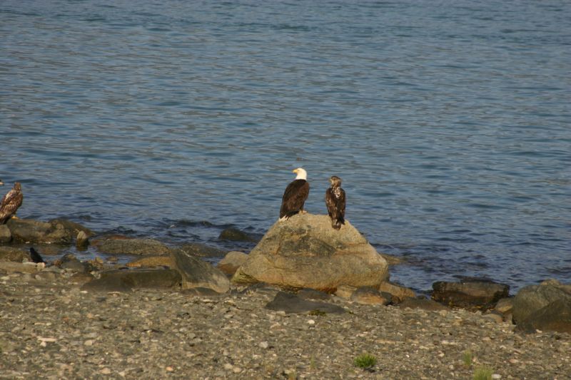 062404 Haines AK (10062)